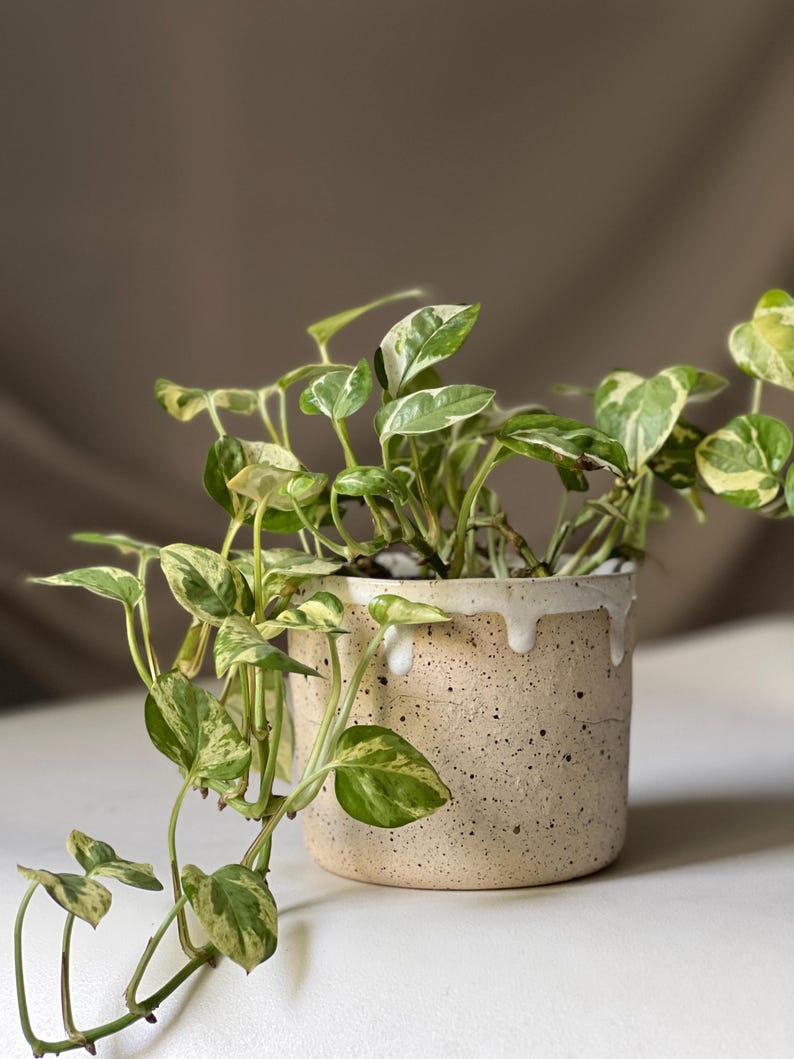 Runde Vase/Blumentopf